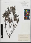 Foto von Salix arenaria L.